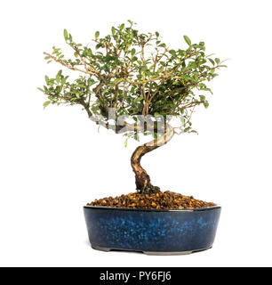 Caprifoglio albero di bonsai, Lonicera caprifolium, isolato su bianco Foto Stock