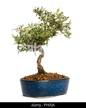 Caprifoglio albero di bonsai, Lonicera caprifolium, isolato su bianco Foto Stock