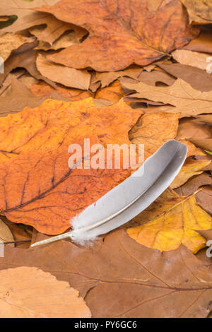 Oro arancione foglie autunnali sul terreno con piccolo uccello giù. Metafora anni d'autunno, stagione della fine vita successiva, pensionamento, caduta, leggera come una piuma Foto Stock