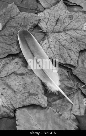 Delicato di piume bianche su sfondo nero Foto stock - Alamy