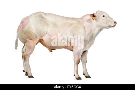 Belga Blue bull (8 mesi) isolato su bianco Foto Stock