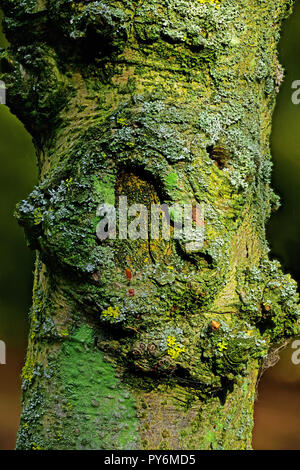 Brutto vecchio lichen coperto tronco di albero Foto Stock