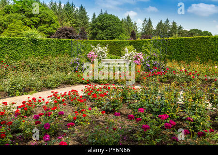 Un display a colori di estate di rose e clematis in la Regina madre nel Giardino delle Rose della RHS Garden Rosemoor, Devon, Inghilterra, Regno Unito Foto Stock