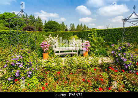 Un display a colori di estate di rose e clematis in la Regina madre nel Giardino delle Rose della RHS Garden Rosemoor, Devon, Inghilterra, Regno Unito Foto Stock