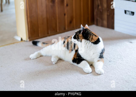 Uno calico vecchio Gatto sdraiato sul pavimento moquette, guardando indietro, dietro, attesa da cucina per il cibo in casa, casa, appartamento, soggiorno in ambienti chiusi, insid Foto Stock