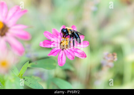 Macro closeup di carpenter bee per raccogliere il polline dal rosa, viola daisy fiore nel giardino che mostra il dettaglio e texture Foto Stock