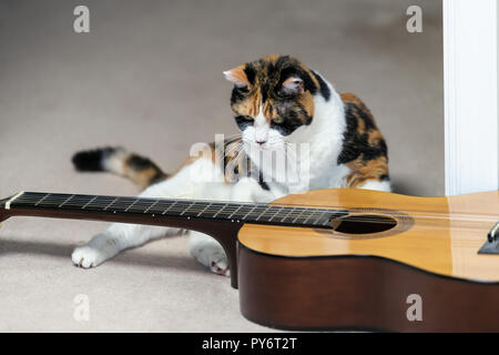 Primo piano della femmina divertenti Gatti calico seduto, in piedi, sdraiato sul pavimento moquette vicino strumento musicale guitar, curioso in casa, casa stanza studio Foto Stock