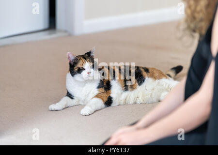 Primo piano di calico Gatto sdraiato sul pavimento moquette insieme con la femmina, donna, persona proprietario guardando ogni altro in casa, casa, appartamento camera Foto Stock