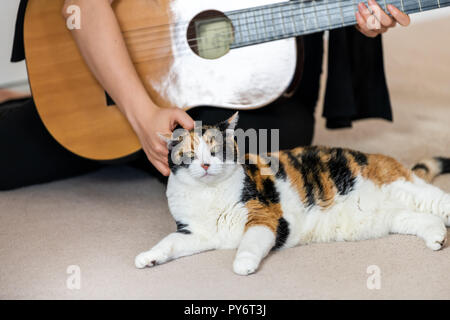 Primo piano della femmina, donna proprietario, persona seduta sul pavimento moquette, giocando con la mano, le dita sulle corde, Gatti calico nella parte anteriore dello strumento musicale guitar, Foto Stock