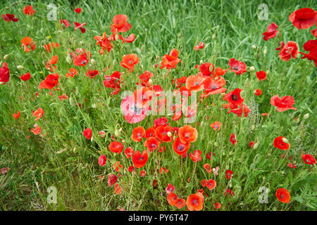 Poppy Blossoms in a Field. A shot of wild poppies in a rural setting. Foto Stock