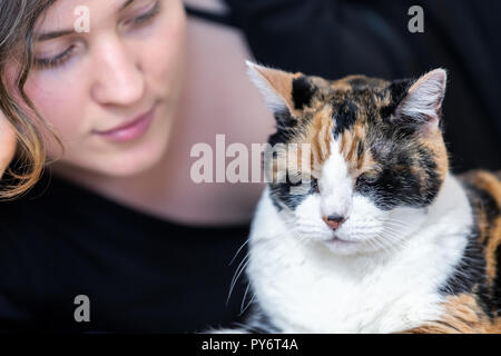 Primo piano di calico Gatto sdraiato sul pavimento moquette insieme con la femmina, donna, persona proprietario, faccia, accanto, guardando in casa, casa, appartamento camera, friendshi Foto Stock