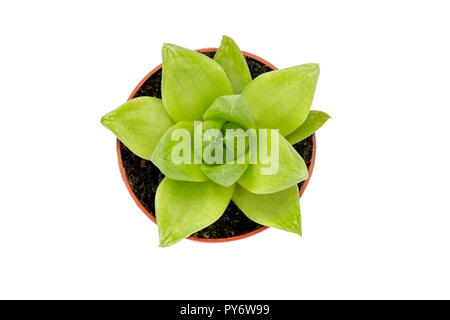 Il verde di piante succulente in una pentola, isolati su sfondo bianco. Foto Stock