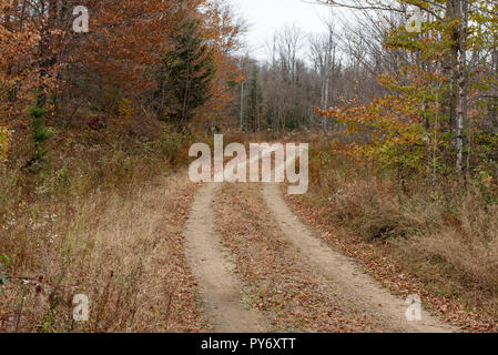 Colorato Adirondack NY USA caduta delle foglie lungo una strada sterrata attraverso il deserto Foto Stock
