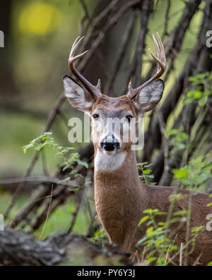 White Tailed Deer Foto Stock