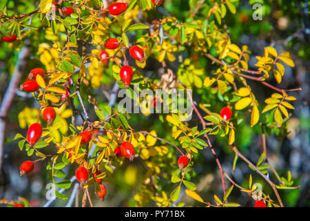 Bacche di Rosa selvatica. Foto Stock