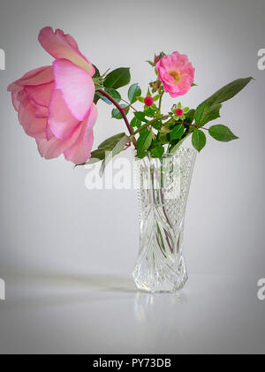 DISPLAY FLOREALE: rosa Inglese Foto Stock