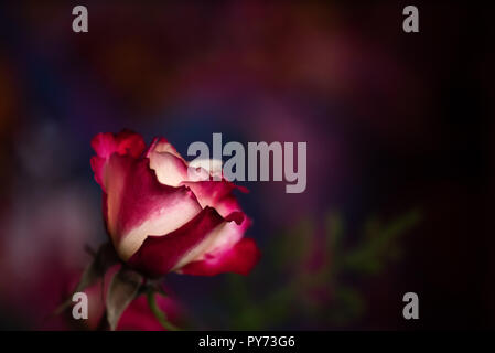 Red Rose petali e foglie su un dipinto di bacground Foto Stock