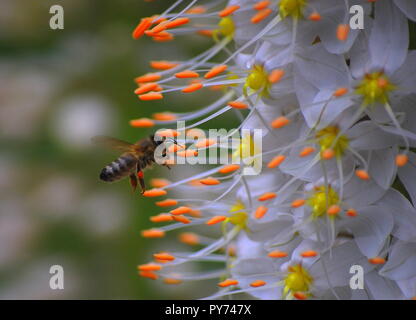 Un'ape visitando un grande fiore. Arancione chiaro e di colore bianco del fiore in contrasto con le api in bianco e nero e marrone. Foto Stock