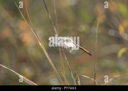 Una libellula in movimento la preparazione a terra sotto un sole autunnale. Foto Stock