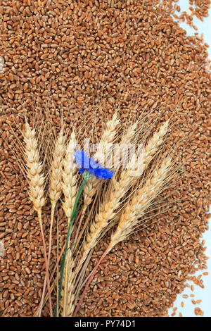 Sfondo naturale con molti grani dorati di grano, orecchie e fiore blu fiordaliso Foto Stock
