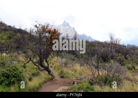 Fire-devastato della foresta nel Parco Nazionale di Torres del Paine con Cuernos del Paine nella distanza, Cile Foto Stock