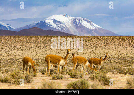 Vicuna, uno dei quattro membri della famiglia del cammello nelle Americhe che vivono in alto Ande di Lauca parco nazionale nel nord del Cile Foto Stock
