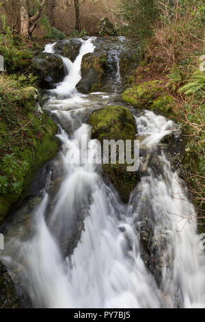 Glen fiume in piena portata giù attraverso Donard legno. Newcastle, County Down, N.Irlanda. Foto Stock