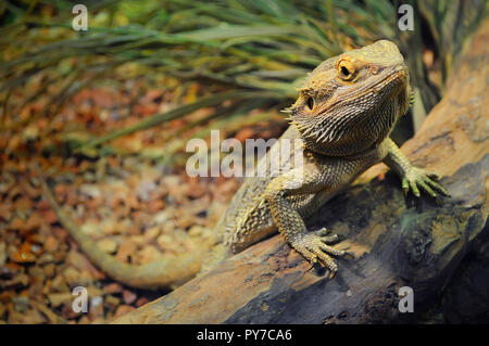 Un giovane drago barbuto in un terrario, appoggiata contro un registro e guardando nella telecamera con disprezzo Foto Stock