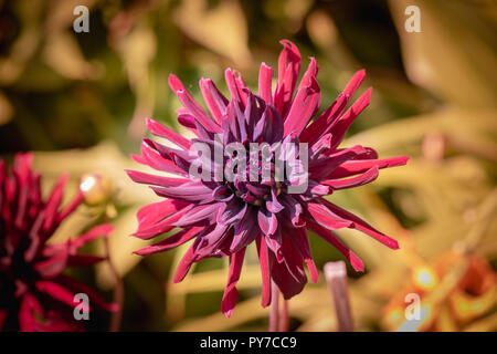 Colore esterno macro floreale di un singolo isolato rosso porpora star formato Dahlia Fiore sul naturale giallo sfumato sfondo marrone su una calda giornata di sole Foto Stock