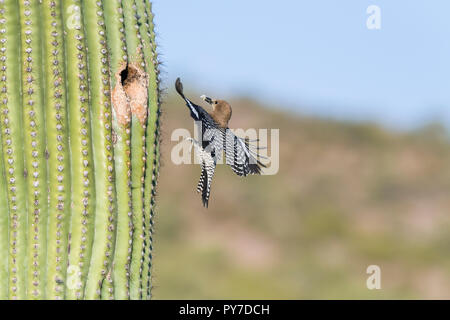 Una femmina di Picchio Gila (Melanerpes uropygialis) vola fino al suo nido in un Saguaro (Carnegiea gigantea), che trasportano derrate alimentari. Arizona Foto Stock