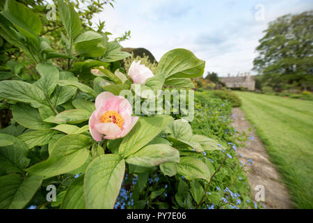 Le peonie nel Herbaceous borders al Miserden Estate in GLOUCESTERSHIRE REGNO UNITO Foto Stock