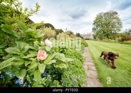 Le peonie nel Herbaceous borders al Miserden Estate in GLOUCESTERSHIRE REGNO UNITO Foto Stock