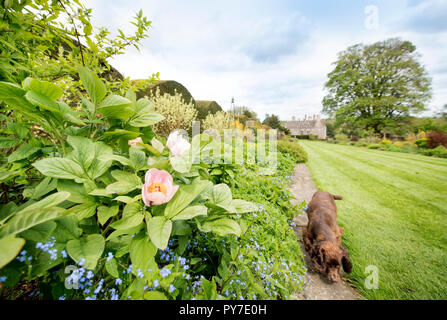 Le peonie nel Herbaceous borders al Miserden Estate in GLOUCESTERSHIRE REGNO UNITO Foto Stock