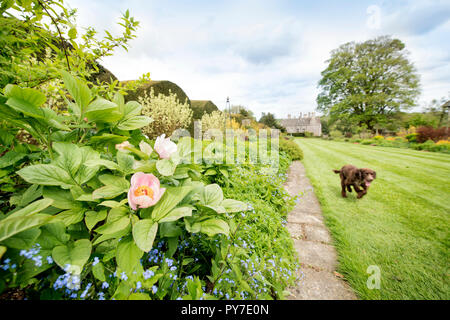 Le peonie nel Herbaceous borders al Miserden Estate in GLOUCESTERSHIRE REGNO UNITO Foto Stock