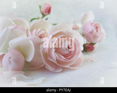 Le rose rosa isolato su sfondo bianco. Perfetto sfondo per biglietti di auguri e inviti di nozze, compleanno, San Valentino, Festa della Mamma Foto Stock