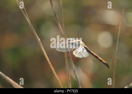 Una libellula in movimento la preparazione a terra sotto un sole autunnale. Foto Stock