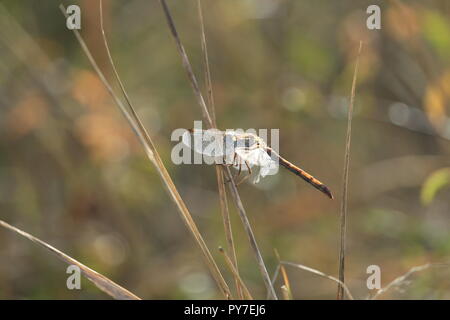 Una libellula in movimento la preparazione a terra sotto un sole autunnale. Foto Stock