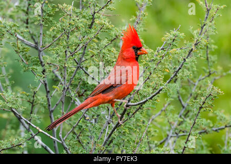 Maschio Carninal settentrionale appollaiato in acacia (acacia farnesiana), Sabino Canyon, AZ Foto Stock