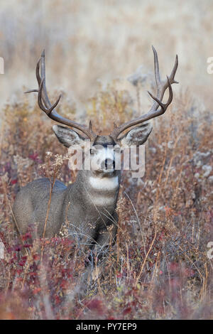 Mule Deer Buck (Odocoileus hemionus), America del Nord Foto Stock