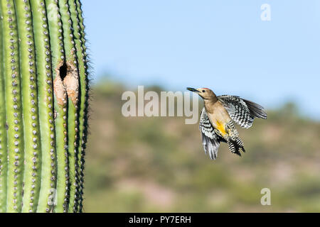 Una femmina di Picchio Gila (Melanerpes uropygialis) vola fino al suo nido in un Saguaro (Carnegiea gigantea), che trasportano derrate alimentari. Arizona Foto Stock