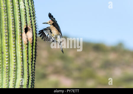 Una femmina di Picchio Gila (Melanerpes uropygialis) vola fino al suo nido in un Saguaro (Carnegiea gigantea), che trasportano derrate alimentari. Arizona Foto Stock