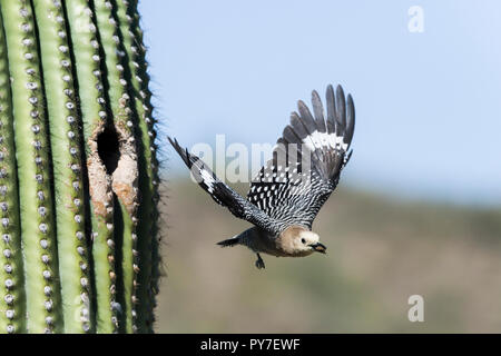 Una femmina di Picchio Gila (Melanerpes uropygialis) vola fuori del nido in un Saguaro (Carnegiea gigantea), che trasportano rifiuti, per aiutare a mantenere il nido pulito. Foto Stock