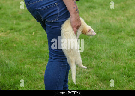 Donna che mantiene un Ferret (Mustela putorius furo) ottenere pronto per la gara a Chatsworth Country Fair, la Chatsworth House, Derbyshire, England, Regno Unito Foto Stock