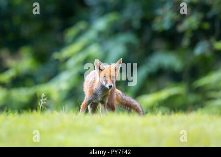 Dettagliato, angolo basso in prossimità dei giovani, giocoso UK Red Fox (Vulpes vulpes vulpes) in campagna, in piedi isolato in erba lunga fissando direttamente alla fotocamera. Foto Stock
