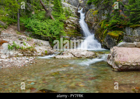 Aster scende, il Glacier National Park Montana Foto Stock