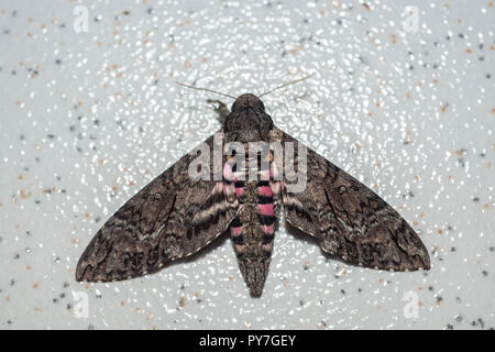 Vista guardando in giù su un rosa macchiato Hawkmoth, Agrius cingulata, seduto su un pavimento in ceramica piastrella Foto Stock