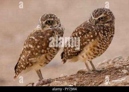 Scavando civetta (Athene cunicularia), Arizona Foto Stock