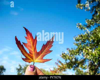 Rosso acero-Orange foglia sullo sfondo del cielo. La foglia viene mantenuta da 2 femmina dita con unghie rosa Foto Stock