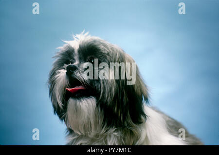 Guardando il cane Shitzu contro il cielo blu, STATI UNITI D'AMERICA Foto Stock