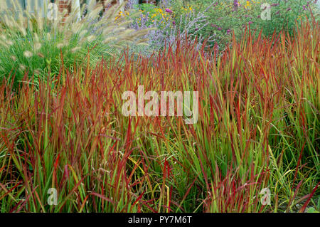 Red Baron erba Imperata Cylindrica e colorati di erba ornamentale e fiori Foto Stock